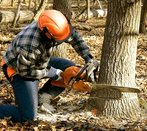Tree Removal in Mount Ulla, NC